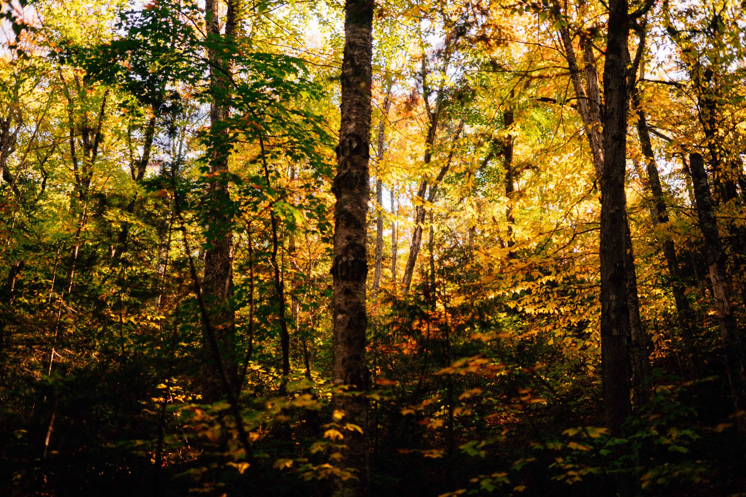 sunny forest in michigan during fall season