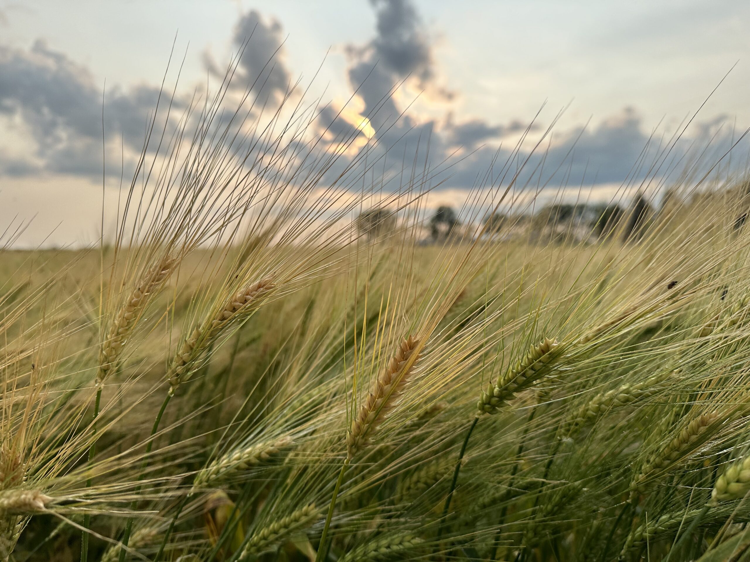 wheat field